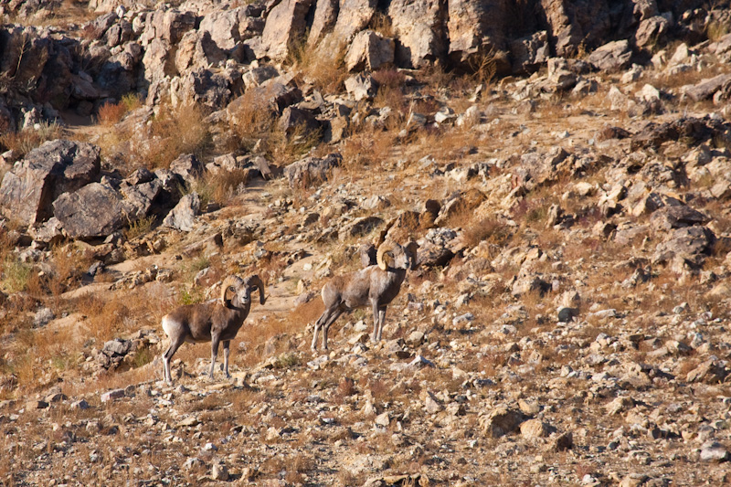 Argali